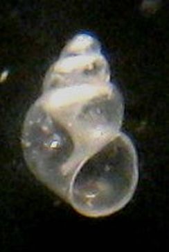 Rissoella diaphana